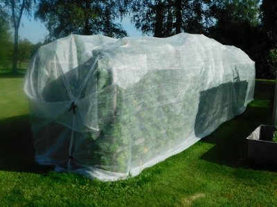 Zoom bild av Hallon täckt med nät