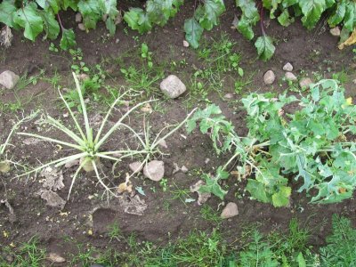 Zoom bild av Kålrot nät